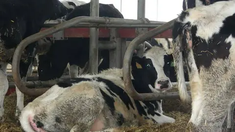 Este proyecto potencia y complementa la trayectoria del sector productivo ganadero aragon&eacute;s