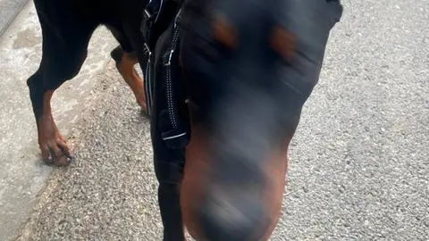 El perro presentaba una amputaci&oacute;n parcial de sus orejas y el rabo