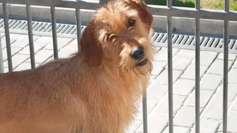 Las personas que hayan sido condenadas por maltratar a un animal, especialmente de compa&ntilde;&iacute;a, no volver&aacute;n a tener a su mascota