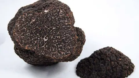 La trufa negra es una de las favoritas de los chefs gourmet y los amantes de la cocina de todo el mundo