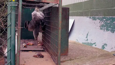 La Guardia Civil intervino esta jaula, que conten&iacute;a en su interior cinco cebos, entre los que se encontraba una gallina y dos gorriones muertos