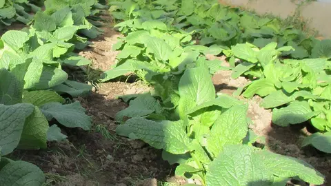 La borraja es un rico antioxidante y un excelente ingrediente culinario