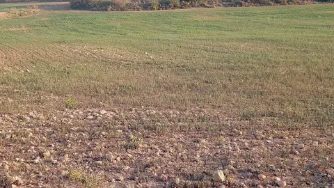 Los agricultores calculan p&eacute;rdidas de hasta el 80% en el cereal