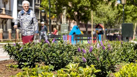 La absorci&oacute;n de gases contaminantes crecer&aacute; m&aacute;s de un 200% y se ha multiplicado por cuatro el n&uacute;mero de arbustos plantados