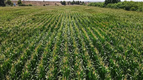 Campo