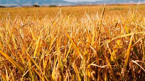 Campo extenso de cereal