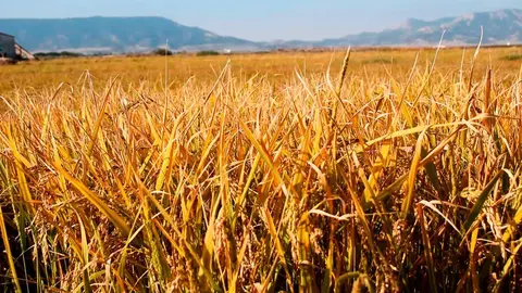 La organizaci&oacute;n agraria manifiesta que la sequ&iacute;a ha sumido al sector agrario en una crisis econ&oacute;mica sin precedente