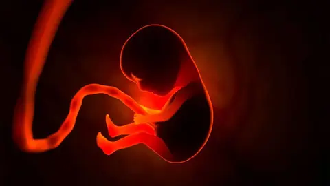 Un feto en una placenta