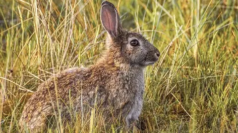 Conejo