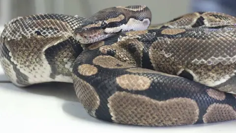 Pit&oacute;n