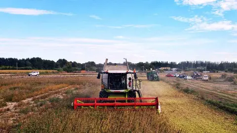 campo