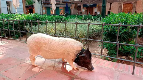pepa cerdita instagramer