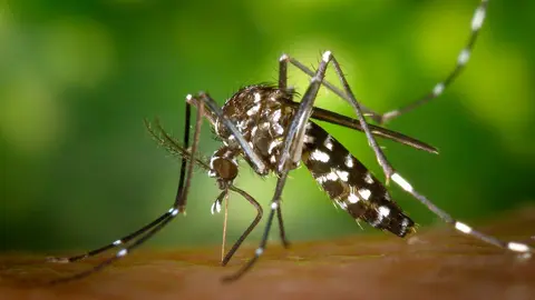 mosquito tigre