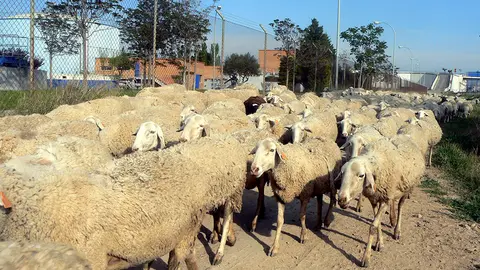 Imagen de archivo de un ganado de ovejas.