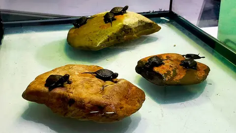 Los 16 nuevos ejemplares han nacido en los &uacute;ltimos meses en el Acuario de Zaragoza