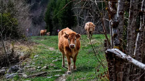 La formaci&oacute;n ha registrado una pregunta al respecto para el consejero de Agricultura que se debatir&aacute; en el pr&oacute;ximo Pleno