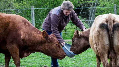 ganadero con sus vacas