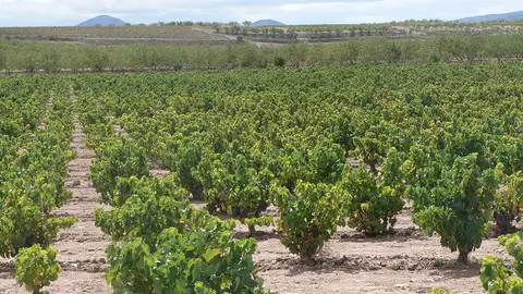 Campo de vi&ntilde;as. Rutas del vino Arag&oacute;n
