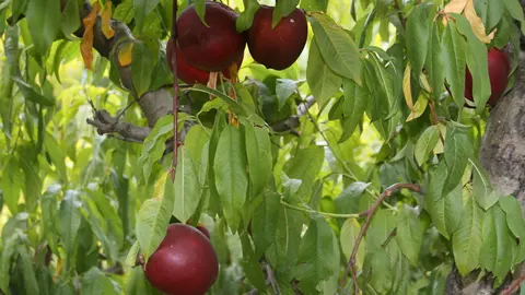 Desde que sale del almac&eacute;n hasta que llega al consumidor, el precio de un melocot&oacute;n o una nectarina se multiplica por cuatro. Foto de archivo