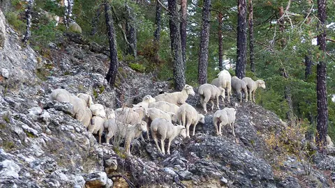 ovejas y cabras en el monte