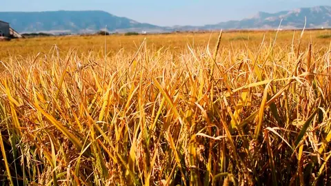 agricultura