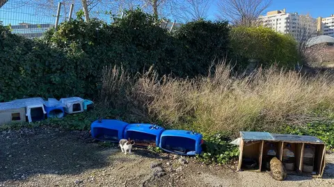 gatos1