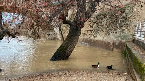 crecida-ebro-8
