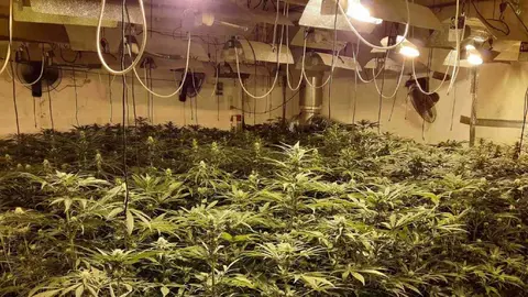 marihuana-fraude