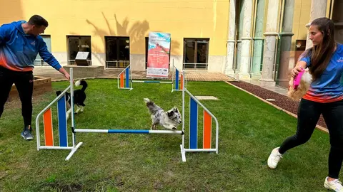 perros-1
