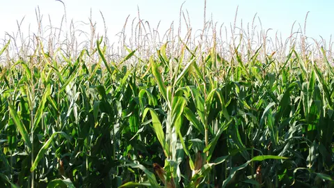El ma&iacute;z ha ca&iacute;do un 41,2% en superficie