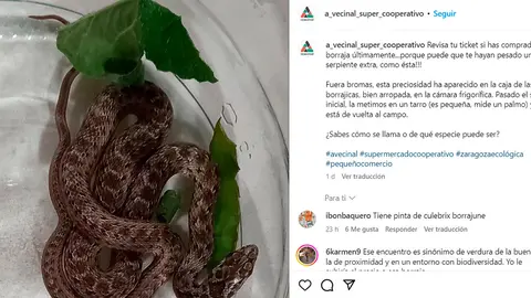 Seg&uacute;n el supermercado, el ejemplar "tan solo mide un palmo". Foto: @a_vecinal_super_cooperativo