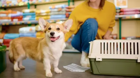 Estas son las guarder&iacute;as caninas de Zaragoza en las que puedes dejar a tu perro este verano