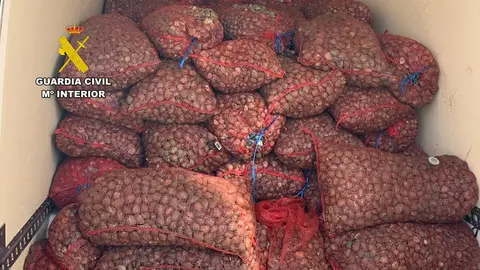 Casi 4 toneladas de almejas japonesas no aptas para consumo humano intervenidas en una furgoneta en Calatayud