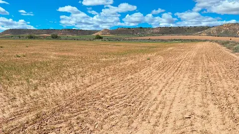Se calcula un total de 400.000 hect&aacute;reas damnificadas, entre el 40% y el 90% dependiendo de la zona.