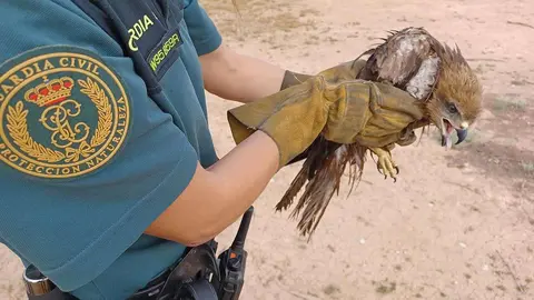 Rescatados dos milanos atrapados en el dep&oacute;sito de una f&aacute;brica de Zaid&iacute;n, en Huesca