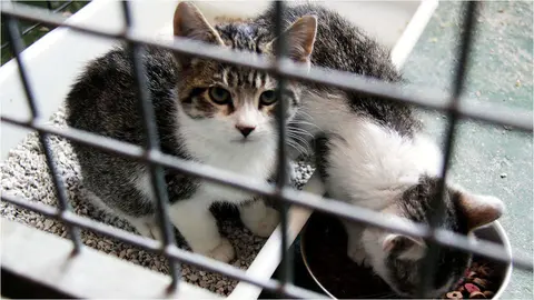 gatitos