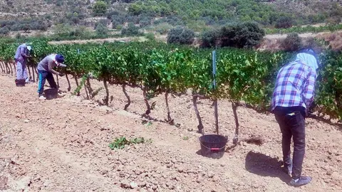 vendimia-somontano