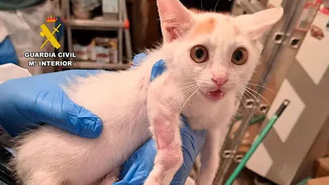 M&aacute;s de diez gatos rescatados con s&iacute;ntomas de maltrato animal en Bulbuente