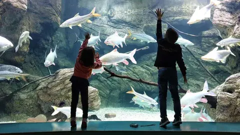 acuario