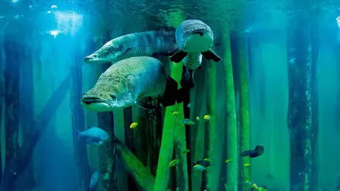 acuario