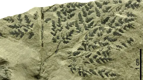 Parte de un fronde f&eacute;rtil (hoja con estructuras reproductoras) del helecho procedente del Cret&aacute;cico Inferior de Oliete.