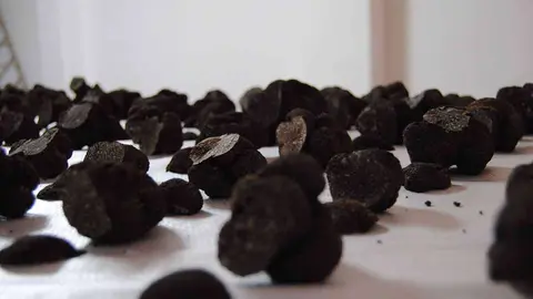 trufa-negra