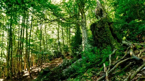 bosques-maduros