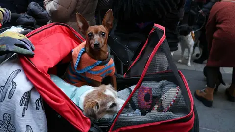 _animales-bendici&oacute;n_San Ant&oacute;n_1-14