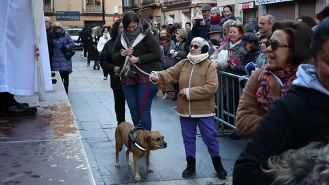 _animales-bendici&oacute;n_San Ant&oacute;n_1-20