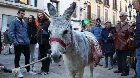 _animales-bendici&oacute;n_San Ant&oacute;n_1-25