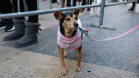 _animales-bendici&oacute;n_San Ant&oacute;n_1-26