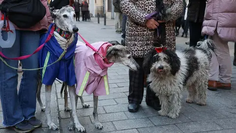_animales-bendici&oacute;n_San Ant&oacute;n_1-27