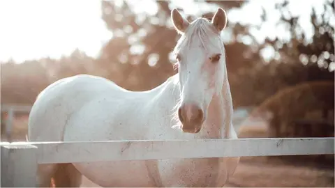 caballo-san-valentin