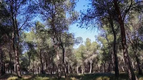protestas-pinares-venecia-parque-atracciones-zaragoza